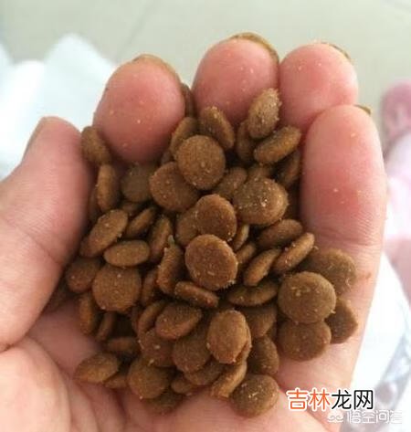 如何判断狗粮的好坏有什么误区(如何判断狗粮的质量)
