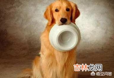 如何判断狗粮的好坏有什么误区(如何判断狗粮的质量)