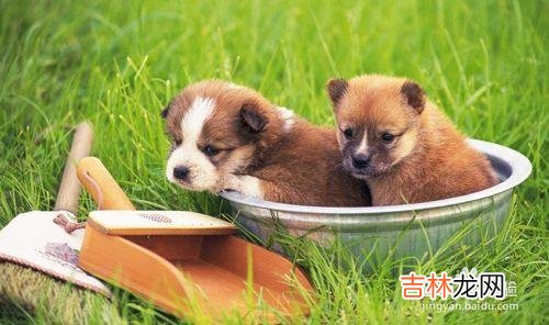 如何判断狗粮的好坏有什么误区（如何判断狗粮的质量)