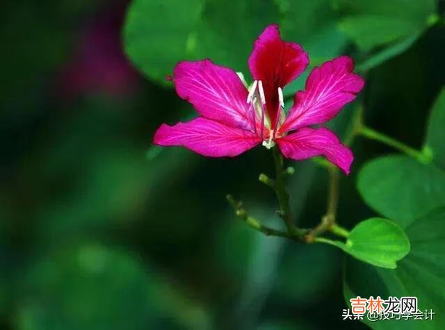 我非常恨一个人但不能报仇，每天都被仇恨折磨，如何才能放下呢