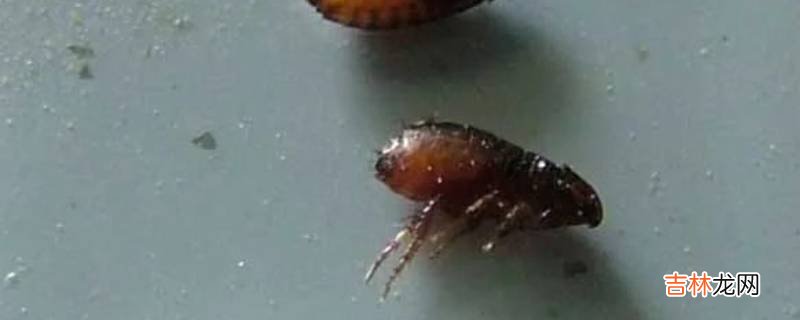 跳蚤是什么样子?