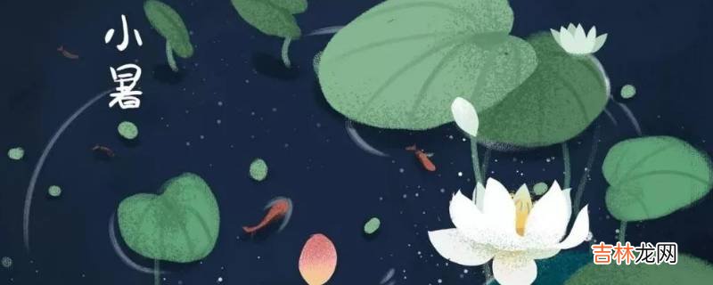 小薯吃什么食物?