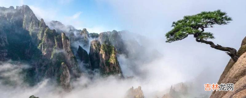 为什么黄山松长在石头上?