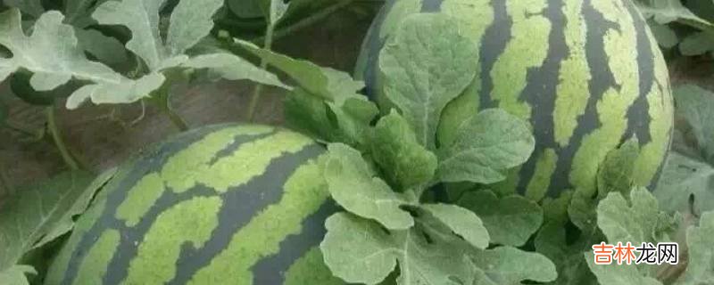 西瓜是由哪两部分组成的?