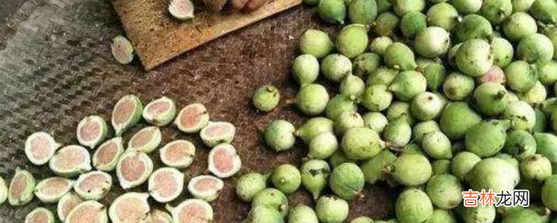 薛荔是无花果吗?