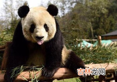 微博森林驿站2021年1月6日每日一题