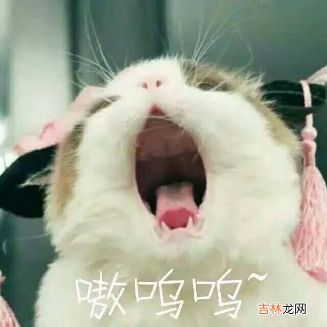 猫猫能有什么坏心眼呢是什么梗