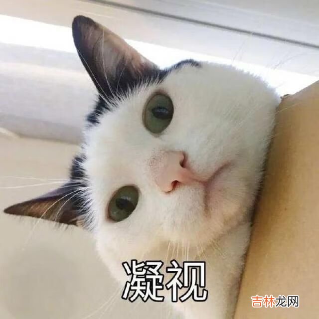 猫猫能有什么坏心眼呢是什么梗