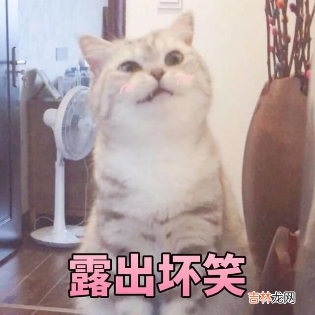 猫猫能有什么坏心眼呢是什么梗