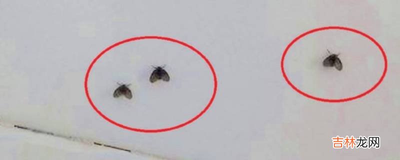 小黑飞虫怎么来的?