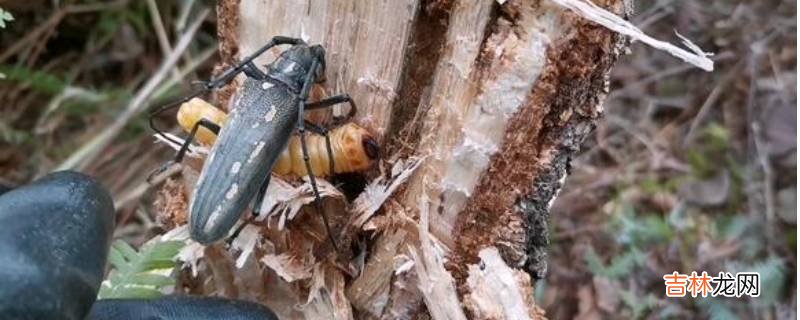 如何杀死树干里的虫子?