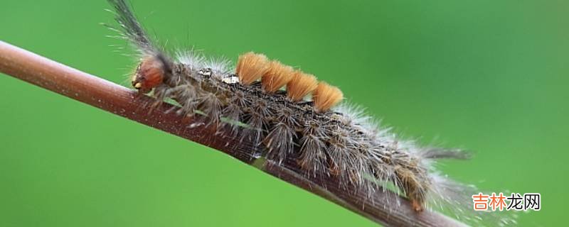 杨树上的毛毛虫怎么杀死?