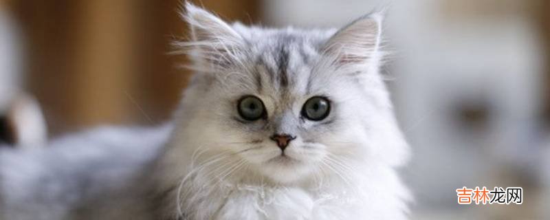 猫属于哪一类动物?