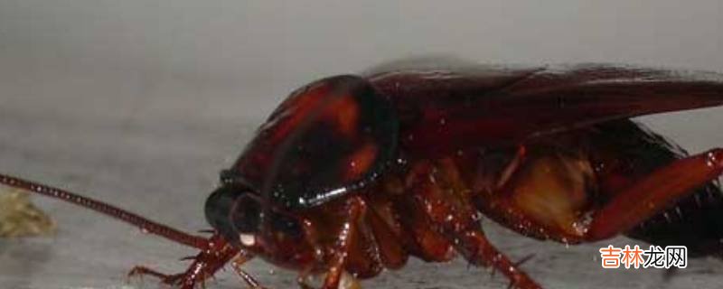 有蟑螂怎么根除?