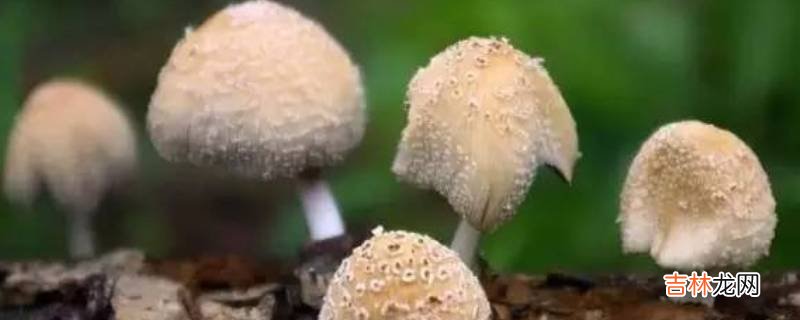 东北蘑菇种类?