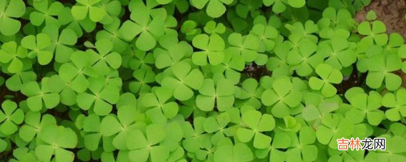 四叶草的寓意是什么?