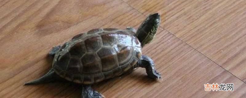 高铁可以带乌龟吗?