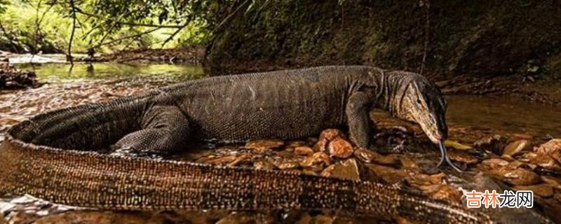 爪哇虎为什么是科莫多巨蜥的天敌?