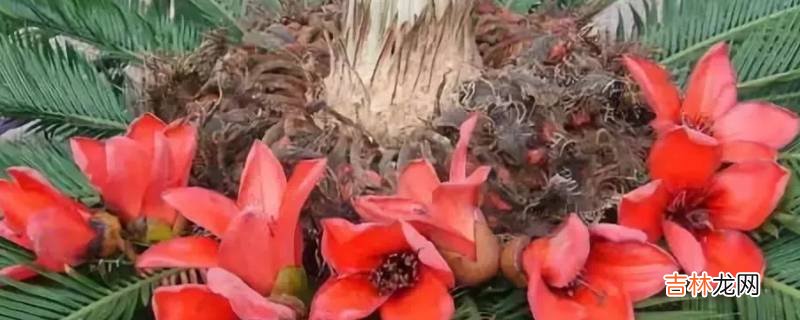 铁树开花形容什么动物?