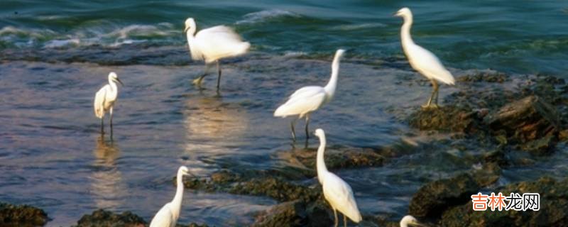 农村白鹭是不是保护动物?