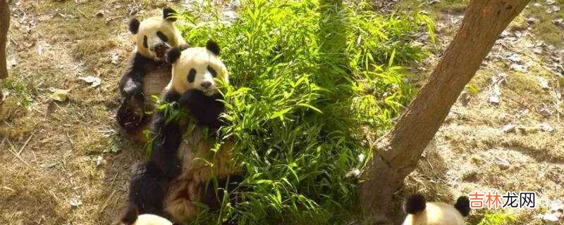 大熊猫有没有冬眠的特性?