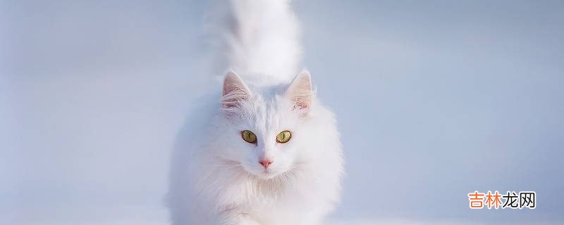 宠物可以寄什么快递?