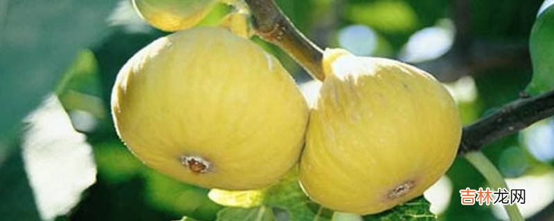 无花果怎么催熟?