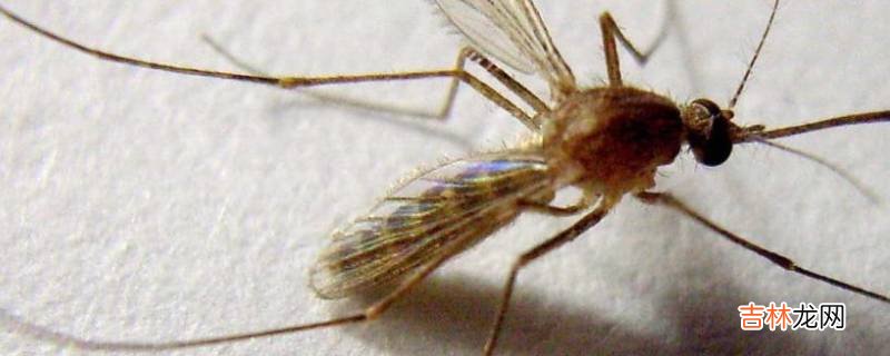 蚊子不吸血会饿死吗?