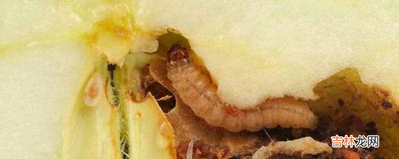 苹果里的虫子是什么虫?