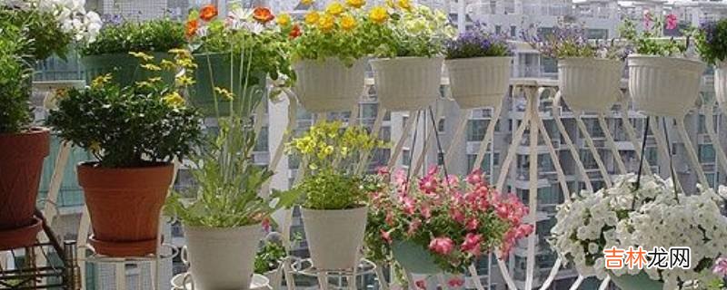 形容阳台上花草心情?