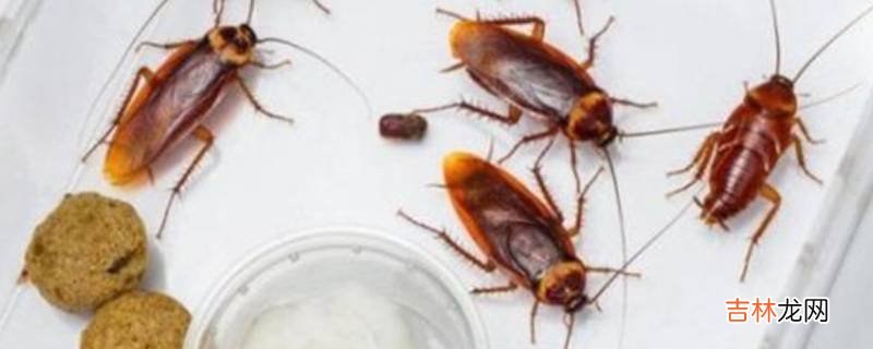 家里发现蟑螂怎么办?