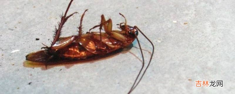 打死蟑螂后 地面怎么处理?