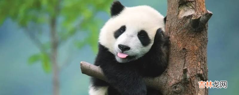 温顺可人的动物?