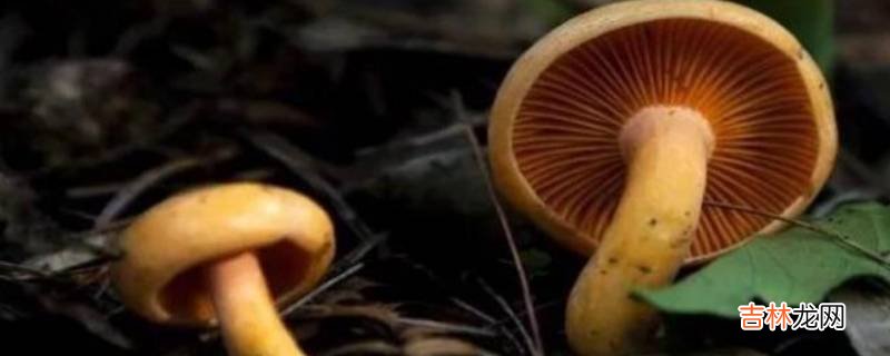 枞树菌怎么保存才新鲜?