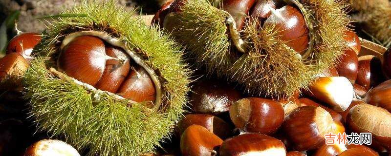 隔水蒸板栗要多久才熟?