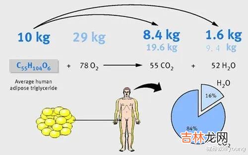 减脂 一些关于减肥的大实话，可能会被骂