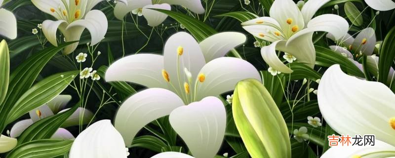 百合花放冰箱冷藏可以放几天?