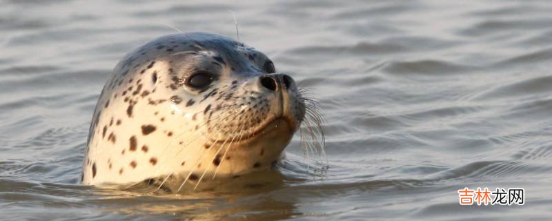 seal是什么动物?