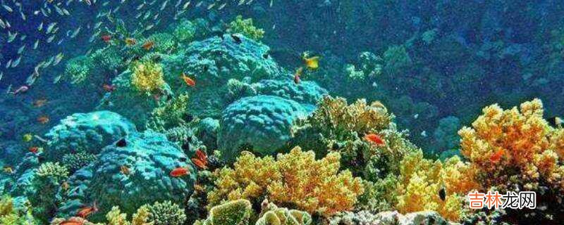 海洋生态系统包括哪些?