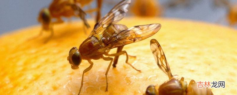 果蠅憑空長出來的嗎?