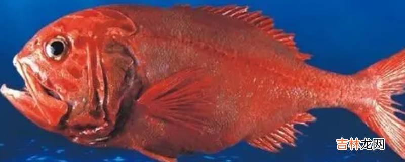 紅色海魚叫什麽名字?