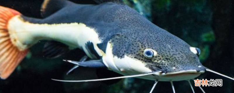 二須鲶魚爲什麽不能吃?