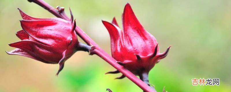 洛神花要去掉花心来晒干吗?
