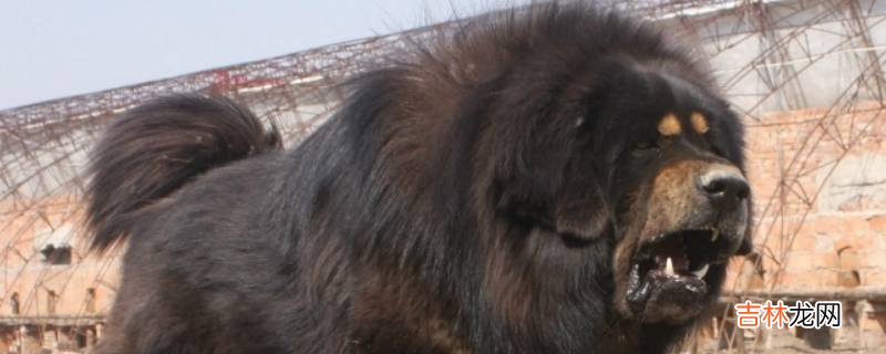藏獒长什么样?