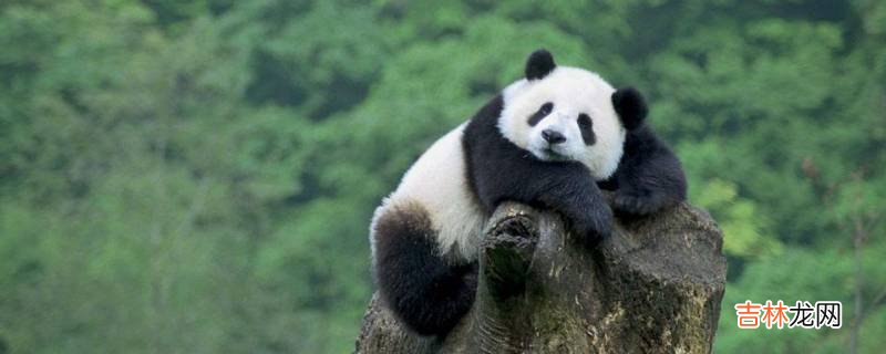大熊猫新亚种是哪里的大熊猫?