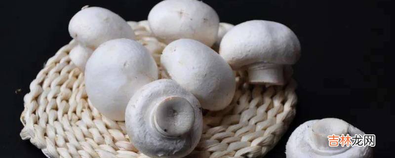 口蘑是什么蘑菇?