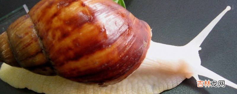 蜗牛的呼吸孔在哪里?