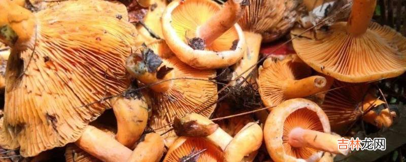 茅草菌长什么样?