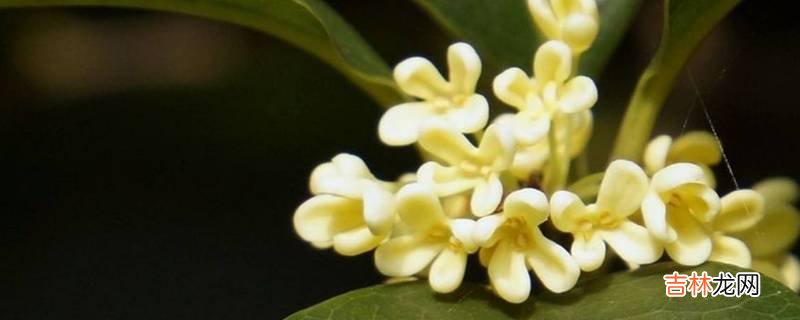 白桂花和黄桂花有什么区别?