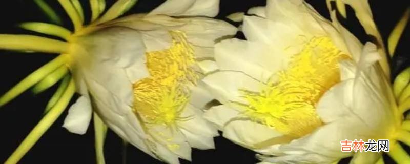 火龙果花与霸王花区别?